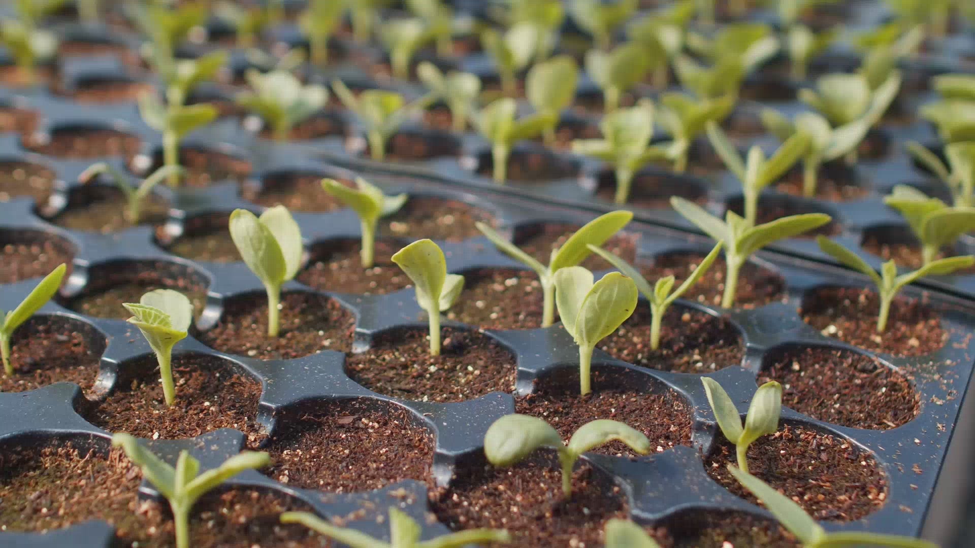 Učitaj video: mocno mikrobilje